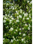 Ирга ольхолистная|Amelanchier alnifolia|Ірга вільхолиста